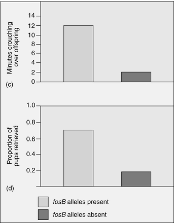 Which of the following is an appropriate interpretation for these graphs?   Maternal care (as measured by minutes crouching over offspring and proportion of pups retrieved) in female mice that have the fosB allele is A) less than the maternal care given by female mice without the fosB allele. B) greater than the maternal care given by female mice without the fosB allele. C) the same as the maternal care given by female mice without the fosB allele. D) less than the maternal care given by female mice without the fosB allele;however,the graphs depict only minor differences,which are most likely not significant. E) not possible to determine from the data.