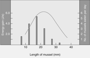 Which of the following is the best interpretation of the graph below of mussel size (x-axis) versus energy gain (line graph,left y-axis) ,and number of mussels eaten per day (histogram,right y-axis) ?   A) Mussels are selected as food sources by crabs. B) Crabs select mussels in a way that maximizes their energy gain. C) Mussel size does not seem to be a good predictor as to which mussel hungry crabs will select. D) Crabs tend to consume most of the largest mussels. E) Crabs prefer the mussels with the smallest length for their food resources.