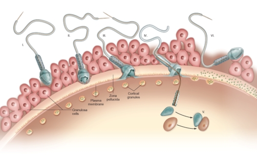 Referring to the figure below,choose the letter of the best match from with the following steps of sperm penetration and fusion.   -Step I A) Some of the zona pellucida is degraded by acrosomal enzymes. B) Enzymes are released by cortical granules that harden the zona pellucida. C) Sperm and egg fuse at the plasma membrane. D) Sperm penetrates the cronoa radiata. E) The sperm nucleus dissociates and enters the cytoplasm. F) Additional sperm can no longer penetrate.