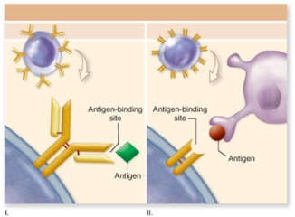 Looking at the figure,which one of the following statements is false?   A) Both diagrams involve recognition of antigens. B) Both diagrams involve lymphocytes. C) Both diagrams involve plasma membrane proteins. D) Diagram II shows cell-mediated immunity. E) Diagram I shows receptor proteins for a T cell.