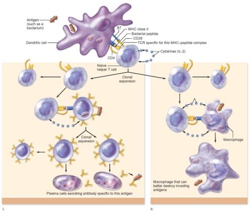 Referring to the figure,which statement is false?   A) Cytokines are produced in both diagrams. B) Antigens are produced in both diagrams. C) Naïve cells are involved in diagram I. D) The humoral response represents diagram II.
