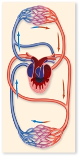 Which of the following animals is likely to have the circulatory pattern shown in the figure?   A) frog B) crocodile C) bird D) mammal E) fish
