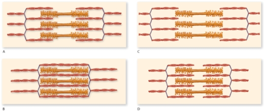 According to the figure,which one represents the muscle in an optimal condition for contraction?   A) A B) B C) C D) D