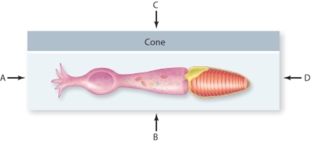 In the typical vertebrate,which letter best describes the direction of incoming light?   A) A B) B C) C D) D E) All of the directions are possiblE.