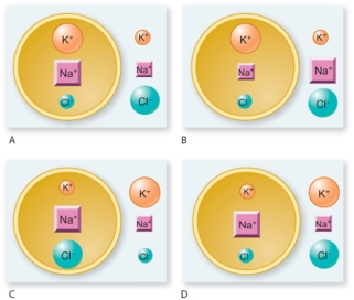 Which of the following diagrams shows the correct distribution of ions in a resting cell? (Note: A larger font size indicates more of that particular ion. )    A) A B) B C) C D) D