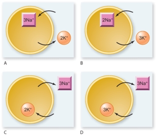Which of the figures shows the correct mechanism for the sodium-potassium pump?   A) A B) B C) C D) D