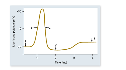   -In the diagram,which arrow best represents the point in time where the permeability of the axon to sodium is the highest? A) A B) B C) C D) D E) E