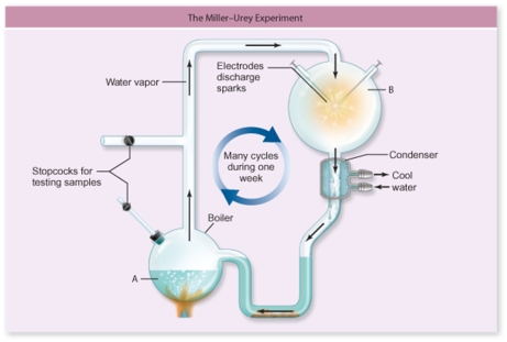 The apparatus in the figure was used by Stanley Miller and Harold Urey to study the origin of life on Earth.The presence of what compound in chamber B in the apparatus will prevent the accumulation of simple organic molecules in compartment A?   A) CO<sub>2</sub> B) O<sub>2</sub> C) NH<sub>3</sub> D) H<sub>2</sub> E) H<sub>2</sub>O