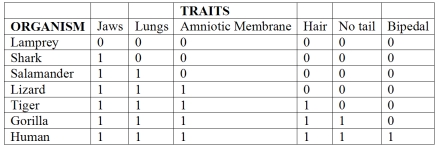 Which of the following statements is accurate about the chart of morphological data? The  1  in the box means the trait is present and the  0  indicates that the trait is absent.   A) All organisms in this chart share all of the derived characteristics. B) Only the gorilla and humans share all of the derived characteristics. C) The lamprey is the only outgroup since it shares none of the derived characteristics. D) The salamander and the tiger are outgroups because they only share two of the derived characteristics (jaws and lungs) . E) The shark is an outgroup since it only has one of the derived characteristics (jaws) .