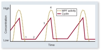 Which timepoint represents G<sub>2</sub> phase?   A) 1 B) 2 C) 3 D) 4