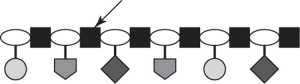 In this type of a representation,the arrow points to what type of unit in the backbone of DNA?   A) nitrogenous base B) phosphate group C) monosaccharide D) deoxyribonucleotide