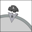 The diagram shows a cartoon describing the lock and key model of biological interactions.What do A and B represent?   A) A represents an enzyme and B represents a drug or hormone. B) A represents a drug or hormone and B represents an enzyme. C) A represents a drug or hormone and B represents a cell membrane receptor site. D) A represents a cell membrane receptor site and B represents a drug or hormone.