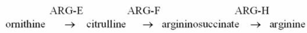 <strong>Consider the pathway for the synthesis of the amino acid arginine in Neurospora:   Mutant strains of Neurospora are grown in minimal media supplements as follows.Strains may carry more than one mutation.Growth is shown by (+) and no growth is shown by (o).   Indicate the most accurate statement regarding strain A.</strong> A) There is a mutation in ARG-H, if citrulline accumulates, ARG-F is also defective. B) There is a mutation in ARG-H, if ornithine accumulates, ARG-F is also defective. C) There is a mutation in ARG-H, if argininosuccinate accumulates, ARG-F is also defective. D) There is a mutation in ARG-H, if citrulline accumulates, ARG-E is also defective. E) There is a mutation in ARG-E, if citrulline accumulates, ARG-F is also defective. <div style=padding-top: 35px> 