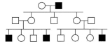 <strong>In the following pedigree, the indicated trait is caused by which type of allele?  </strong> A)autosomal recessive B)autosomal dominant C)X-linked recessive D)X-linked dominant E)Y-linked <div style=padding-top: 35px> 