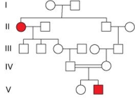   What does the pattern of inheritance in this pedigree indicate about the disease allele? A) The disease allele is recessive B) The disease allele is dominant C) There is no indication that the disease allele is either dominant or recessive D) The disease allele is not inherited but only arises by a new mutation in those individuals that are affected.