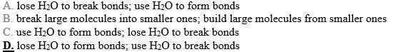Dehydration synthesis reactions _____, whereas hydrolysis reactions _____.