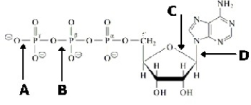 Which bond in ATP is primarily responsible for its being a high energy molecule?   A) A B) B C) C D) D