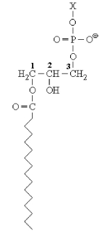 The structure shown below is ________.   A) taurocholate B) glycerophospholipid C) carnitine D) lysophosphoglyceride