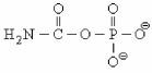 The enzyme ________ is one of the most abundant in liver mitochondria and catalyzes the synthesis of the molecule shown below.   A) arginase B) carbamoyl phosphate synthetase I C) 4-α-carbinolamine dehydratase D) transaminase