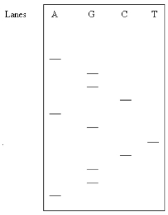 What is the DNA sequence (5' → 3') determined in this gel? Assume the samples were applied near the top of the gel.   A) AGGCTGGACGA B) AGGGGCTAGCA C) AGGCTGACGGA D) AGGCAGTCGGA
