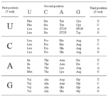 Use the table below to determine which template strand DNA sequence (written in the 5' → 3' direction) specifies the tripeptide with the sequence gly-ala-leu.   A) GGGGCTCTC B) CTCTCGGGG C) CCCCGAGAG D) GAGAGCCCC