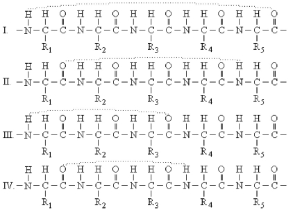 Which structure below indicates the proper hydrogen-bonding pattern between amino acids in an α-helix? (Dashed lines represent the hydrogen bonds. )    A) I B) II C) III D) IV