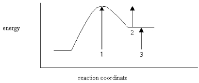 On the energy diagram below,which arrow(s) represent the activation energy for the forward and reverse reactions?   A) Arrow 1 is the activation energy for both the forward and reverse reactions. B) Arrow 1 is the activation energy for the forward reaction and arrow 2 is the activation energy for the reverse reaction. C) Arrow 1 is the activation energy for the forward reaction and arrow 3 is the activation energy for the reverse reaction. D) Arrow 3 is the activation energy for the forward reaction and arrow 2 is the activation energy for the reverse reaction.