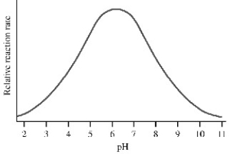 The graph shows the rate of catalysis versus pH for an enzyme-catalyzed reaction.What conclusion can be made from the graph?   A) The enzyme is completely denatured by pHs greater than 8 or less than 5. B) The substrate has four ionizable groups. C) At pH 6.2 all ionizable groups in the active site are protonated. D) The enzyme has an acidic and a basic amino acid in the active site. E) The enzyme has only one protonatable residue in the active site.