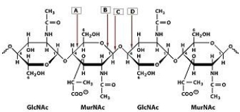 Which bond in the polysaccharide shown is cleaved by lysozyme?   A) A B) B C) C D) D