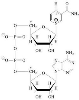 What structure is shown?   A) NADH B) NAD+ C) FMN D) FAD