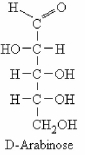 The structure of D-arabinose is shown below.How many stereoisomers are possible for this molecule (including the one shown) ?   A) One B) Four C) Six D) Eight