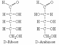 The structures of D-ribose and D-arabinose are shown below.These two molecules are ________.   A) epimers B) enantiomers C) tautomers D) anomers
