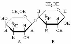 The structure of a disaccharide is shown below.Which statement applies?   A) Both rings A and B are in equilibrium with an open chain form. B) Only ring A is in equilibrium with an open chain form. C) Only ring B is in equilibrium with an open chain form. D) Neither ring is in equilibrium with an open chain form.