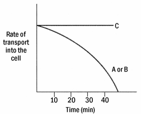 The graph below shows the rate of transport for each substance when the cells are placed in 0.10 mM solutions of A,B,and C.Based on these data and coupled with the data observed above,substance C is transported via ________.   