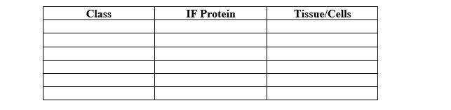 The proteins of intermediate filaments (IFs)are tissue specific.Unlike microtubules or microfilaments,the amino acid composition of intermediate filaments varies from tissue to tissue.IFs are classified by the cell type or tissue in which they are found. a. According to your text,how many classes of IF exist? b. List the classes of IF,the IF proteins,and the tissue (or cells)in the table below. c. Cells retain the IF proteins from the tissue of origin even after moving to other tissues.How is this important in the diagnosis and treatment of cancer?b.See both Table 15-4 and table below.