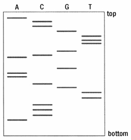 Using the Sanger method of DNA sequencing,results in the figure below are obtained following gel electrophoresis of the DNA fragments.     Figure 18.2 A total of 21 nucleotides has been sequenced. What is the sequence of these nucleotides? A) 5'-ACCGTTTGCAGAACGTTCCCA-3' B) 5'-ACCCACGTTAAAGACCCGTTT-3' C) 5'-AAAAACCCCCCCGGGGTTTTT-3' D) 5'-ACCCTTGCAAGACGTTTGCCA-3' E) none of the above