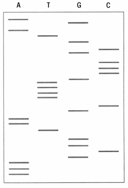The data below were obtained as the result of the Sanger method of DNA sequencing.Determine the DNA sequence,making sure to indicate 5' and 3' ends,and add the sequence for the complementary strand.   