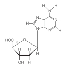 The following shows deoxyadenosine in the _____ conformation   A) syn B) anti C) cis D) trans E) none of the above