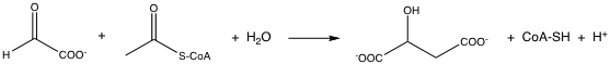 The reaction catalyzed by malate synthase is shown below. Which citric acid cycle enzyme would have a mechanism most similar to malate synthase?   A) malate dehydrogenase B) citrate synthase C) fumarase D) succinyl-CoA synthetase E) none of the above