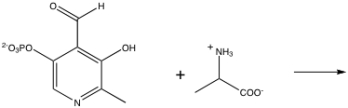 For the following transamination reaction, show the products of the first half of the reaction.  