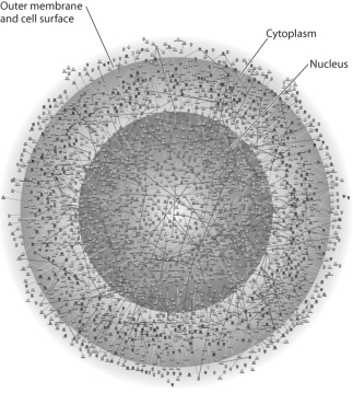   -The illustration above represents A) a computer simulation of the structure of a eukaryotic cell. B) a map of a network of protein interactions within a eukaryotic cell. C) an inventory of all the genes in a fruit fly. D) an X-ray diffraction image of the nucleus and cytoplasm of a eukaryotic cell. E) a computer generated map of the interaction of genes and cytoplasm in a prokaryotic cell.