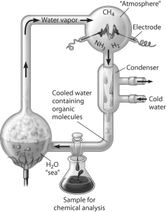 Which of the following people used this apparatus to study formation of organic compounds?   A) Stanley Miller B) Jakob Berzelius C) Friedrich Wohler D) Hermann Kolbe E) August Kekulé