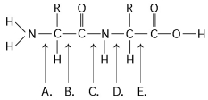 Refer to Figure 5.6 to answer the following questions.      -Which bond is closest to the N-terminus of the molecule?