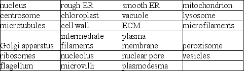 From memory, draw two cells, showing the structures below and any connections between them.  <div style=padding-top: 35px> 