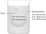 An artificial cell consisting of an aqueous solution enclosed in a selectively permeable membrane is immersed in a beaker containing a different solution. The membrane is permeable to water and to the simple sugars glucose and fructose but impermeable to the disaccharide sucrose.     (A)Draw solid arrows to indicate the net movement of solutes into and/or out of the cell. (B)Is the solution outside the cell isotonic, hypotonic, or hypertonic? (C)Draw a dashed arrow to show the net osmotic movement of water, if any. (D)Will the artificial cell become more flaccid, more turgid, or stay the same? (E)Eventually, will the two solutions have the same or different solute concentrations?