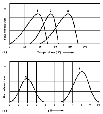 Refer to Figure 8.1 to answer the following questions.    -Which curve was most likely generated from analysis of an enzyme from a human stomach where conditions are strongly acid? A) curve 1 B) curve 2 C) curve 3 D) curve 4 E) curve 5