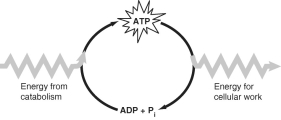 Use Figure 8.3 to answer the following questions.    -Which of the following is the most correct interpretation of the figure? A) Inorganic phosphate is created from organic phosphate. B) Energy from catabolism can be used directly for performing cellular work. C) ADP + Pi are a set of molecules that store energy for catabolism. D) ATP is a molecule that acts as an intermediary to store energy for cellular work. E) Pi acts as a shuttle molecule to move energy from ATP to ADP.