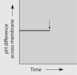 Figure 9.3   -The graph here shows the pH difference across the inner mitochondrial membrane over time in an actively respiring cell. At the time indicated by the vertical arrow, a metabolic poison is added that specifically and completely inhibits all function of mitochondrial ATP synthase. Draw what you would expect to see for the rest of the graphed line.   