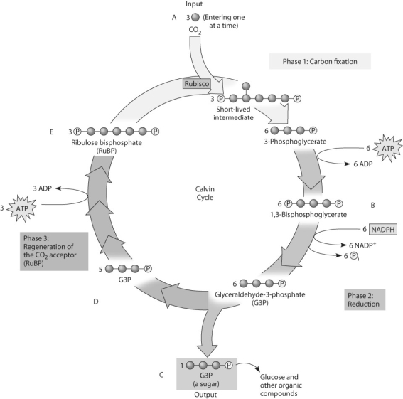 Figure 10.2 Use the following figure and the stages labeled A, B, C, D, and E to answer the following questions.    -If ATP used by this plant is labeled with radioactive phosphorus, in which molecules will the radioactivity be measurable after one  turn  of the cycle? A) in B only B) in B and C only C) in B, C, and D only D) in B and E only E) in B, C, D, and E