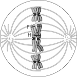 Use the diagram of a cell in Figure 13.5 to answer the following questions.    -How can you tell this cell is undergoing meiosis, not mitosis?